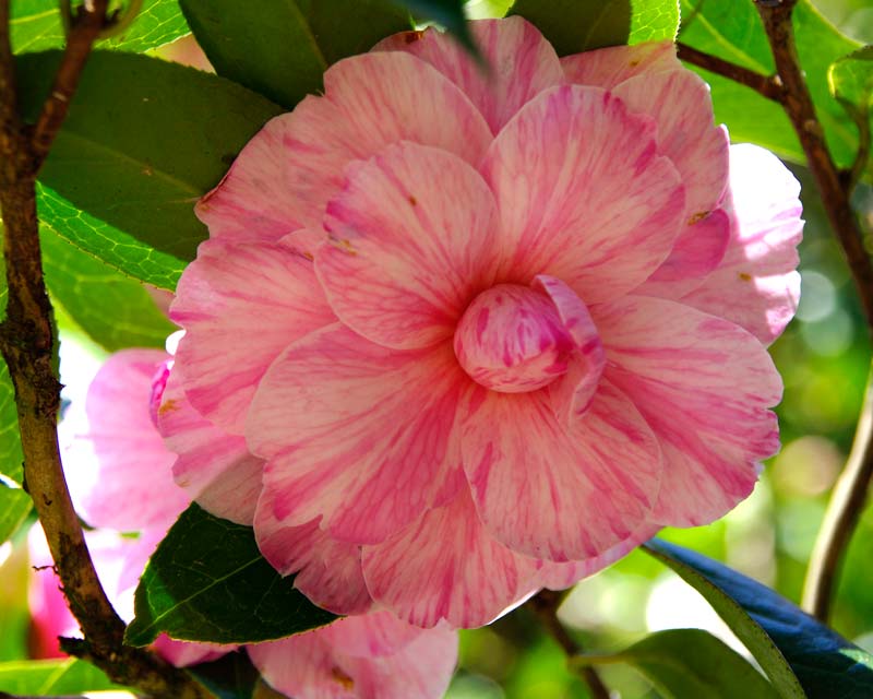 Camellia X Williams Galaxie - Photo taken Caerhays Gardens