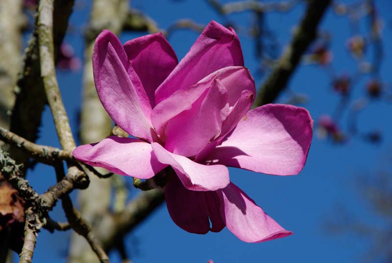 Magnolia FJ Wiliams - Photo taken Caerhays Gardens