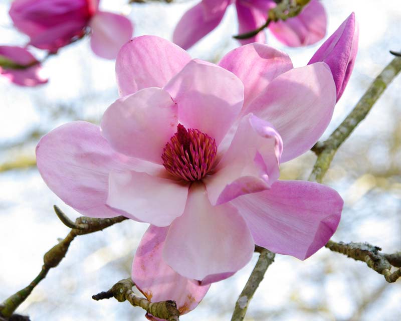 Magnolia Sargentiana Var Robusta X Sprengeri 'Diva' Photo taken Caerhays Gardens