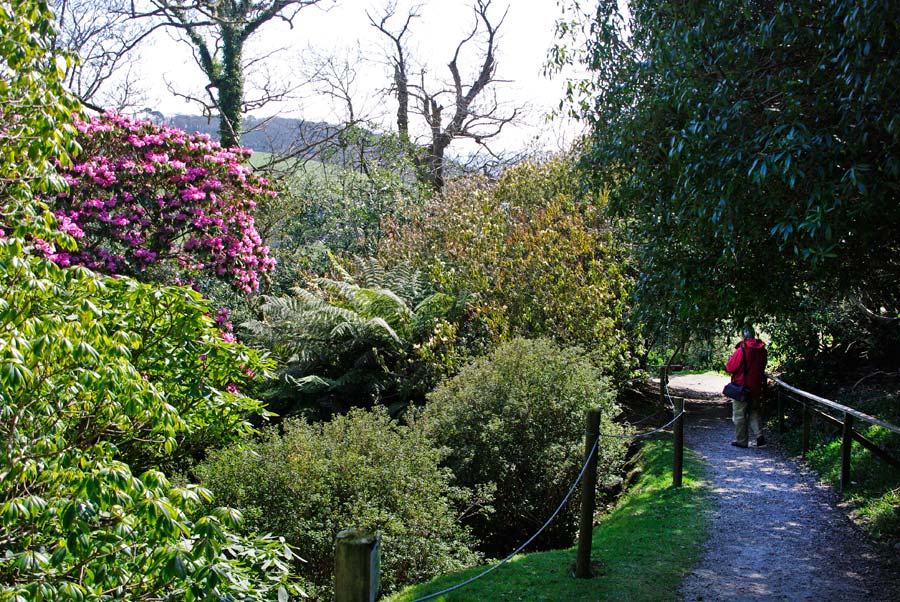 Woodland Path - Caerhays Castle and Gardens