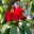 Rhododendron Aboreum Hybrid - Photo taken Caerhays Gardens