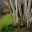 Silver Birch at end of Long Walk