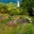 Wildflowers in full summer bloom - Garden House Devon,