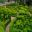 One last look - it is magical  - The Gardens of Marqueyssac