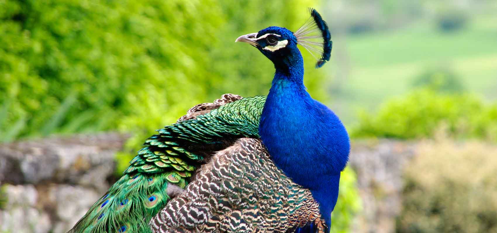 Marqueyssac - Peacocks