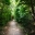 Laurel bushes on either side of paths in landscaped garden - Hestercombe