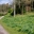 Woodland Path in Spring - Hestercombe