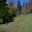 Upper Garden Walk - Stourhead Gardens