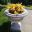 Waddesdon Manor, classic stone planter pots aplenty