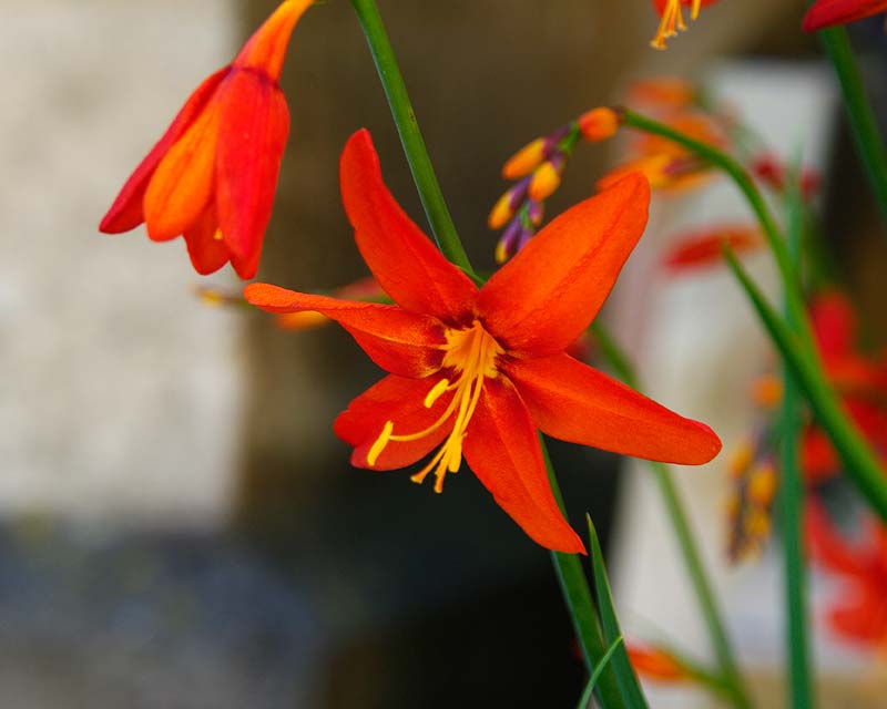 Waddesdon Manor, Crocosmia Emily-McKenzie