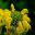 Great Dixter Long Border - Phlomis