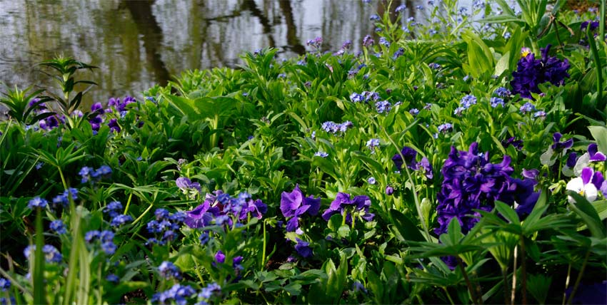 Always lots of blues - clearly one of his favourite colours - Giverny - Monet's Garden