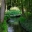 Plenty of bridges too - Giverny - Monet's Garden