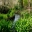 The stream feeds the very picturesque lake - Giverny - Monet's Garden