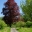 Copper Beech - Chaumont sur Loire