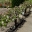 Espalliered apples in the vegetable garden - Chateau de Chenonceau