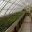 All plants are raised here in the lovely old-fashioned greenhouses - Chateau de Chenonceau