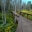 Boardwalk through the Audobon swamp nature walk photos supplied by Magnolia Plantation and Gardens