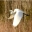 Egret in flight over the wetlands photos supplied by Magnolia Plantation and Gardens