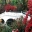 The Long White Bridge in spring photos supplied by Magnolia Plantation and Gardens