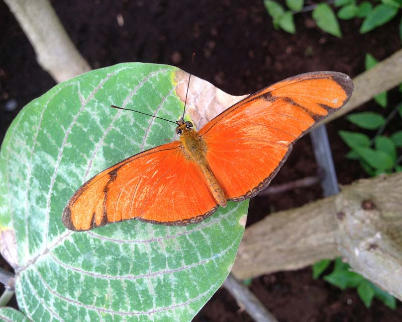 Butterfies in the Glasshouse in early spring - De Hortus Botanicus