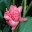 Spectacular ginger in bloom  - Eden Project