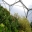 Proteas in the Mediterranean Biome - Eden Project