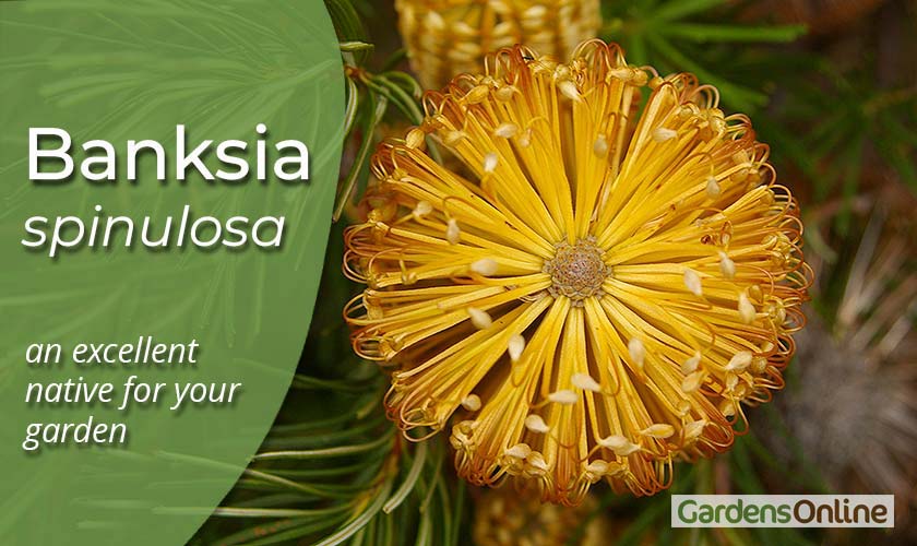 Banksia spinulosa