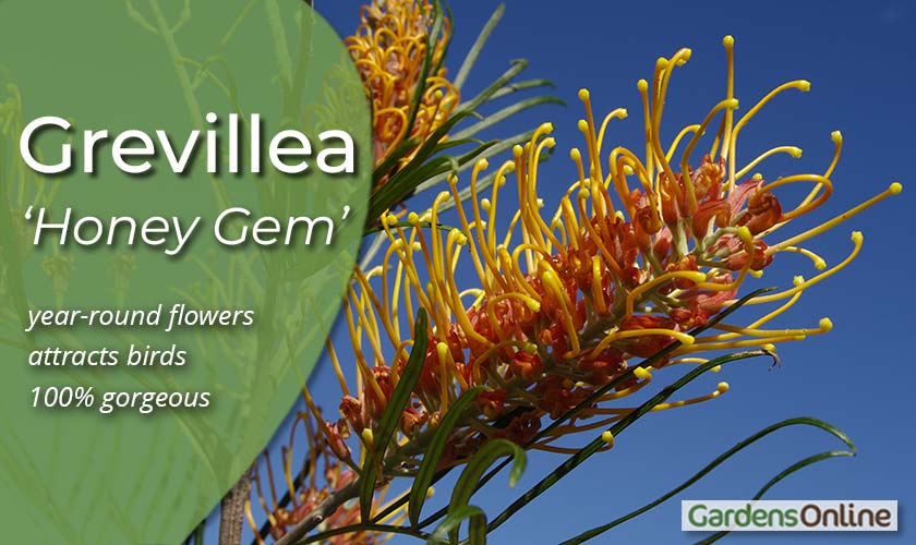 Grevillea  'Honey Gem'