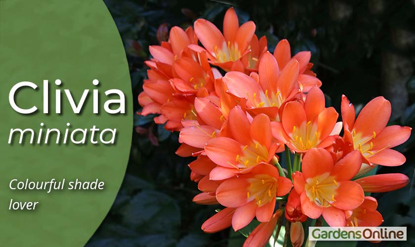 Clivia miniata