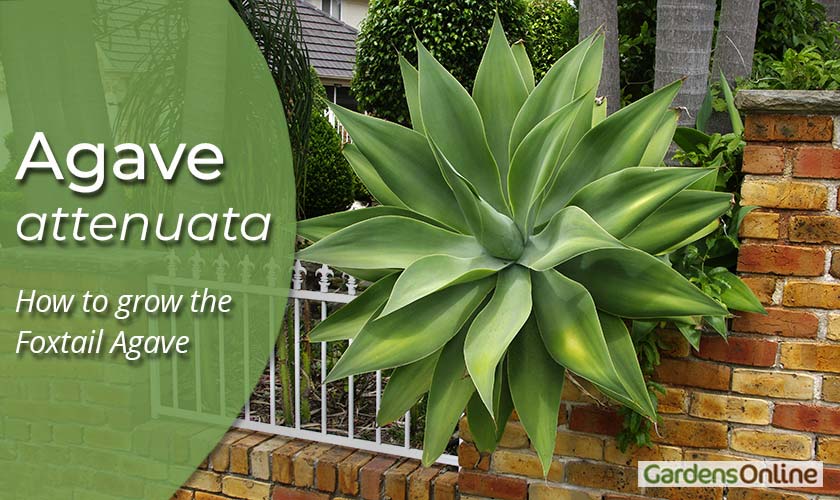 Agave attenuata