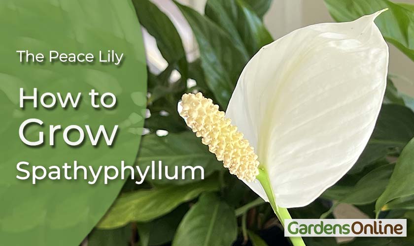 Spathiphyllum wallisii