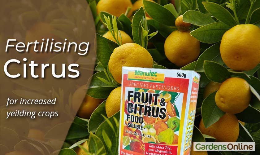 Fruit and Citrus Food - Manutec