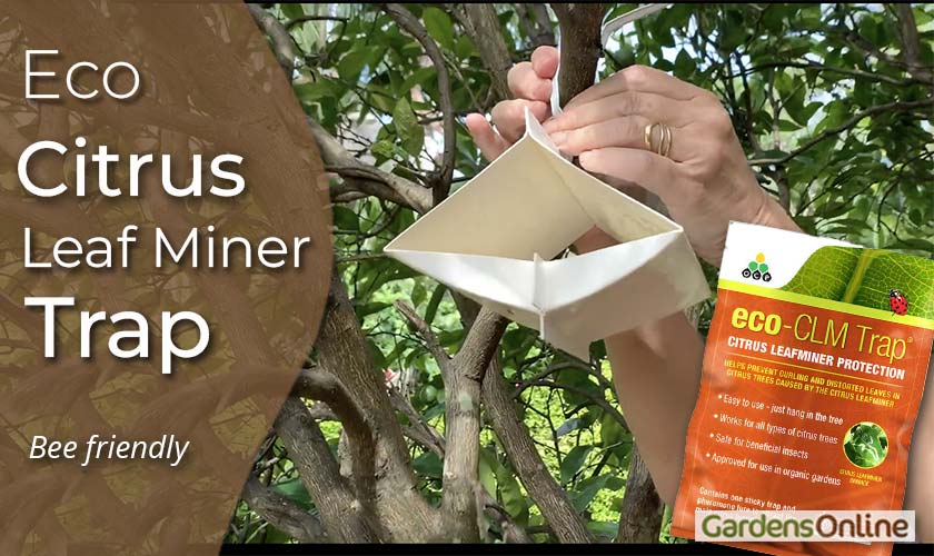 Eco Citrus Leaf Miner Trap