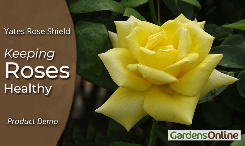 Rose Shield Insect & Disease Spray - Yates