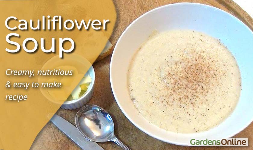 Creamy Cauliflower Soup