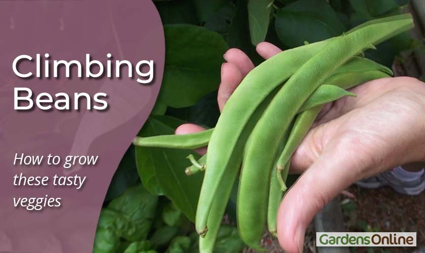 Climbing Beans - How to Grow Them