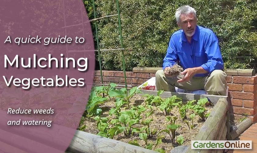 Mulching Vegetables