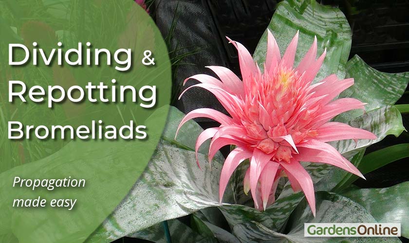 Dividing and Re-Potting Bromeliads